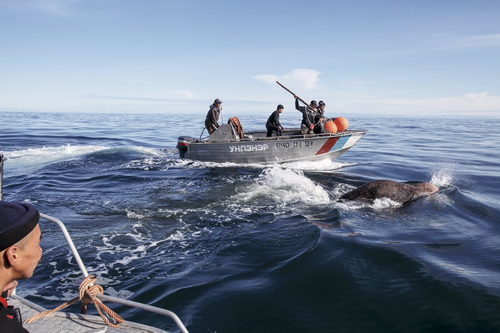 Solo las tribus indígenas, como los chucotos, del extremo noreste de Rusia, tienen permiso para cazar morsas. Apresan solo a los machos y lo hacen con arpón.