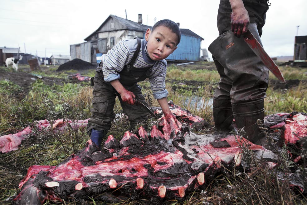 Las tribus indígenas rusas despiezan la morsa y aprovechan todo. Elaboran kimgüits, sacos de carne que se fermentan antes de que se hielen. Luego se cortan en grandes filetes que se cuecen o se fríen.