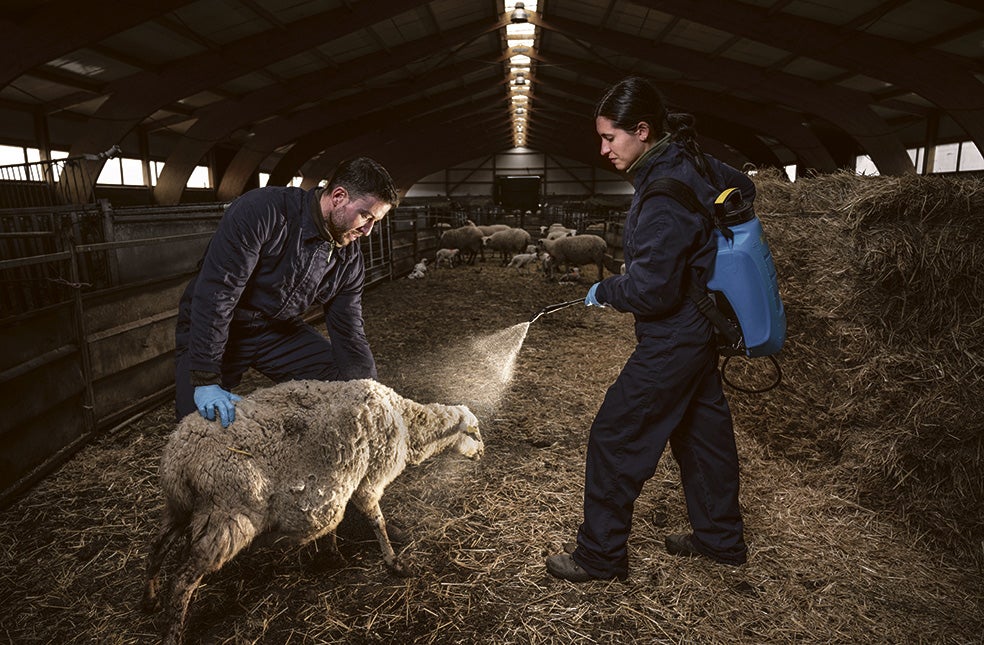 La investigadora Lucía del Río y el técnico Jon Ander Zearra rocían una oveja con un compuesto con aroma de vainilla. El método es parte de un experimento para crear en los lobos una aversión condicionada al ganado.