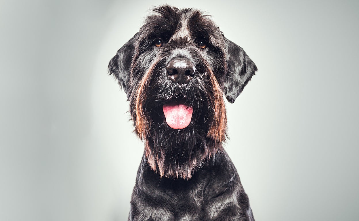 El guardaespaldas: así son los nuevos perros de protección de los megarricos