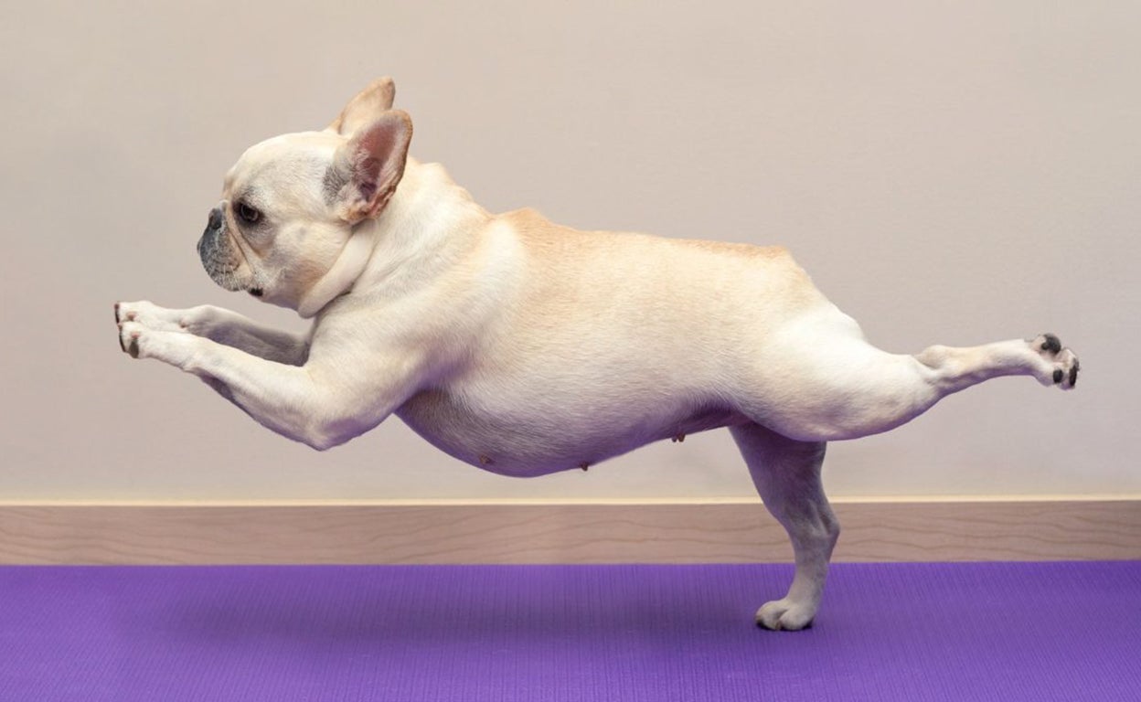 El 'puppy yoga' y otras cuestionables humanizaciones de las mascotas