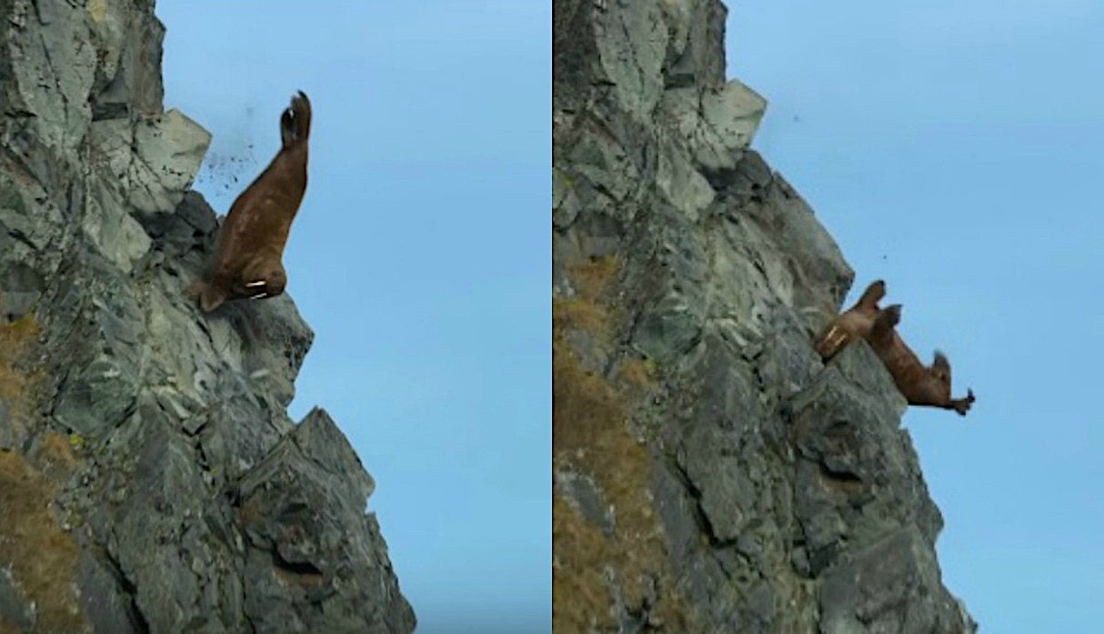 Dos frames del documental Our Planet en el que se registra la caída de una morsa desde un acantilado de 80 metros.