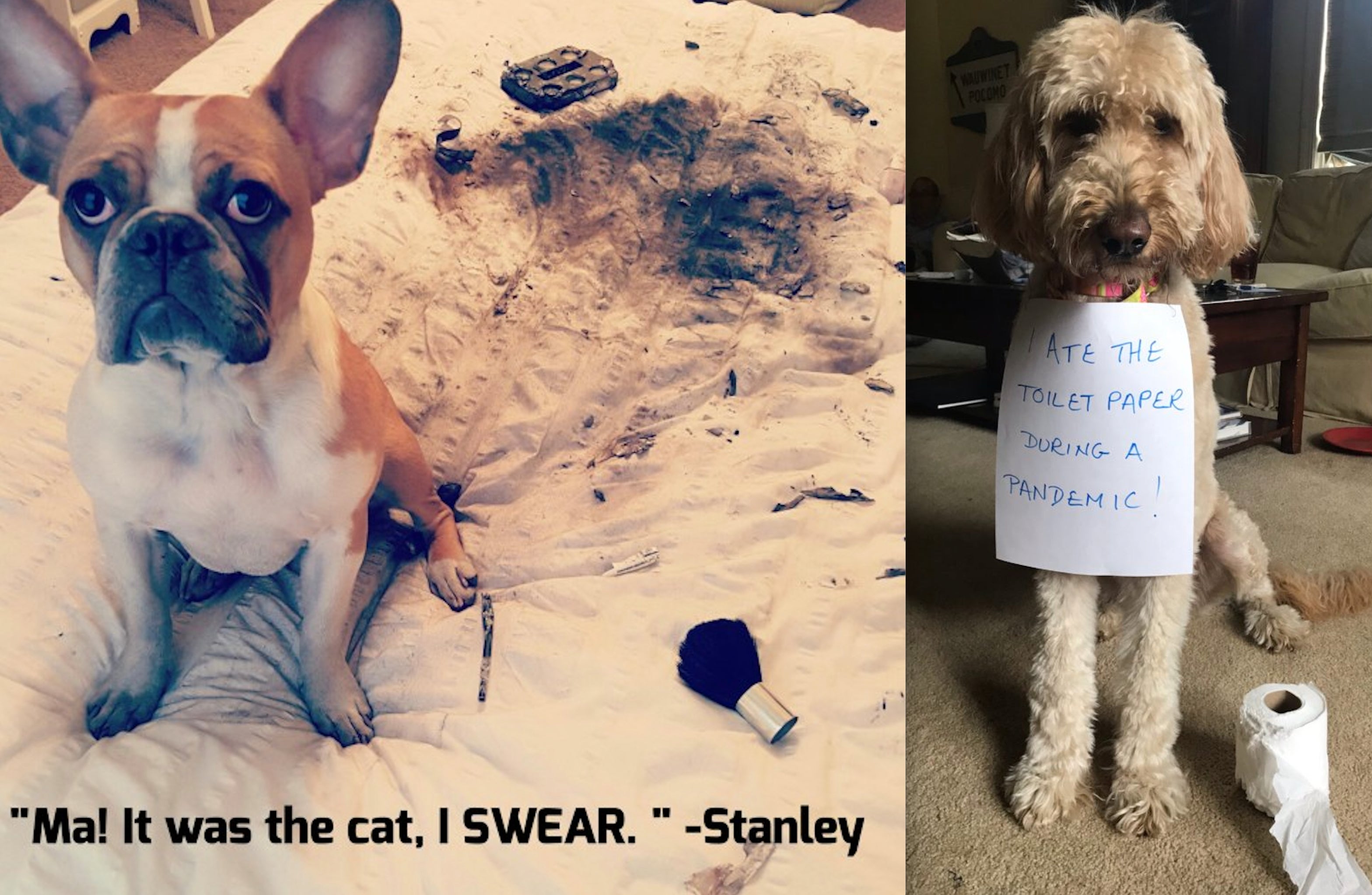 Si tienes mascota, has visto estas miradas...: «Ha sido el gato. Lo juro...» o «Me he comido el papel higiénico ¡durante la pandemia!» |