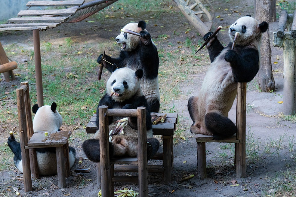 Cuatro pandas gigantes (dos dobles gemelos) disfruta de un banquete de bambú y fruta en el zoo de Chongqing el pasado septiembre, durante el Festival de Otoño. Cada uno come entre 12 y 38 kilos de bambú cada día.