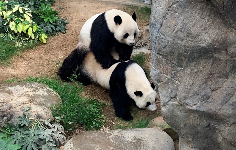El apareamiento natural de los pandas es extraordinario. No son animales diestros en la práctica sexual, por eso fue noticia que una pareja consumase en el zoológico de Hong Kong después de diez años sin hacerlo. Sucedió durante la pandemia. El cierre de las instalaciones los animó a copular, puede que por la ausencia de público... o por aburrimiento.