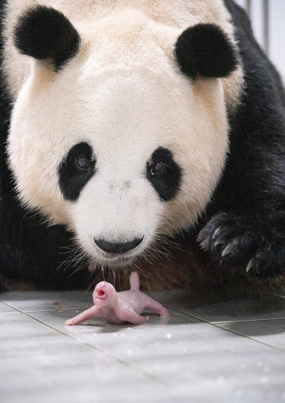 La cría de panda tiene apenas un noningentésimo (1/900) de la talla de su madre. Es uno de los mamíferos recién nacidos más pequeños respecto del tamaño materno, solo superado por los marsupiales.