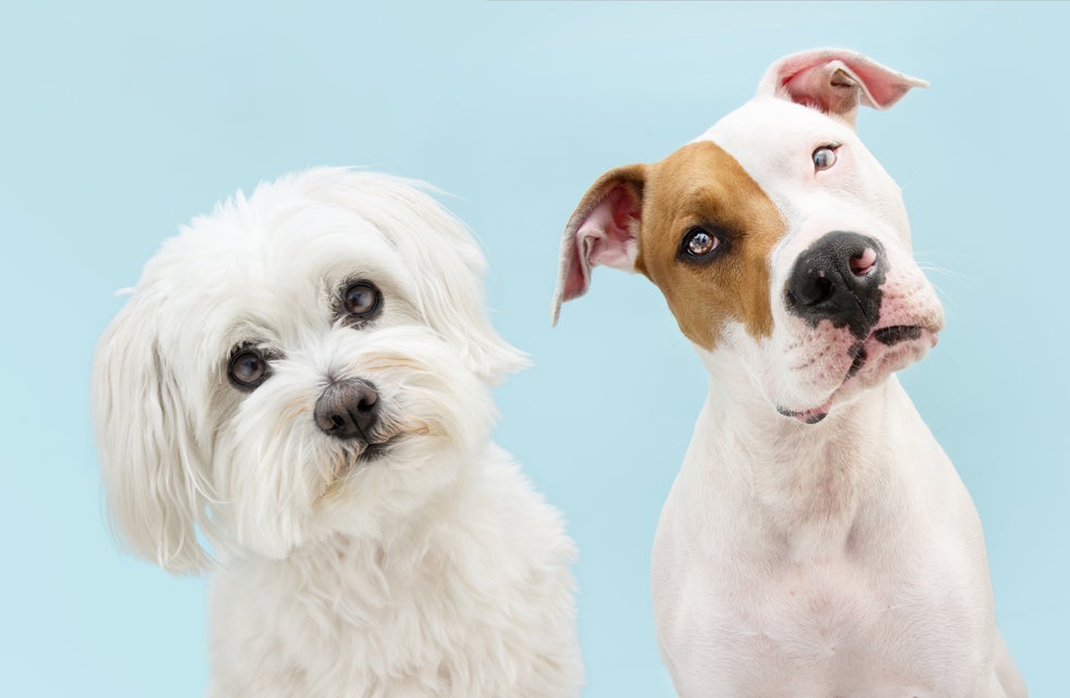 Sus gestos y posturas funcionan como método de comunicación con los humanos. Por ejemplo, al ladear la cabeza, significa que están concentrados en ti. Si se sacuden con intensidad, puede que estén más nerviosos o tensos de lo normal. O incluso, si te colocan su cabeza sobre tu pierna, generalmente es su forma de pedir dar un paseo o un recordatorio de que les falta comida y agua.