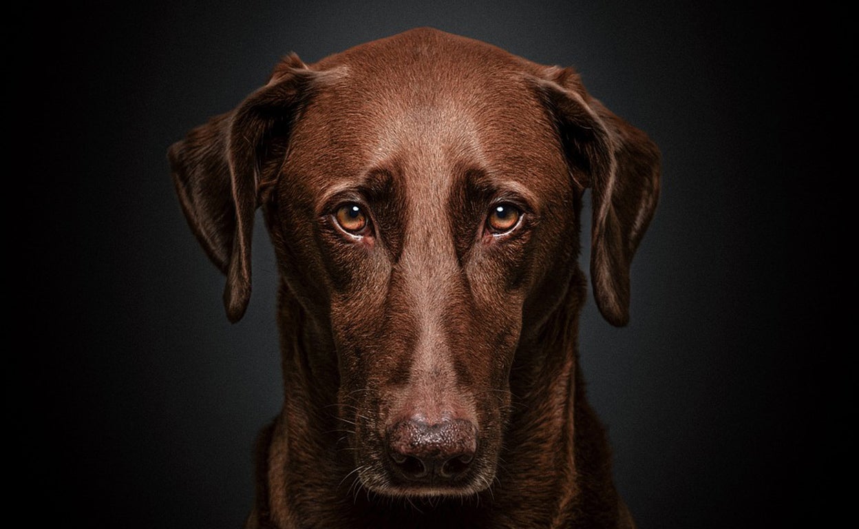 ¿Puede tu perro sentir culpa? (Desde luego, lo que entiende es tu cabreo...)