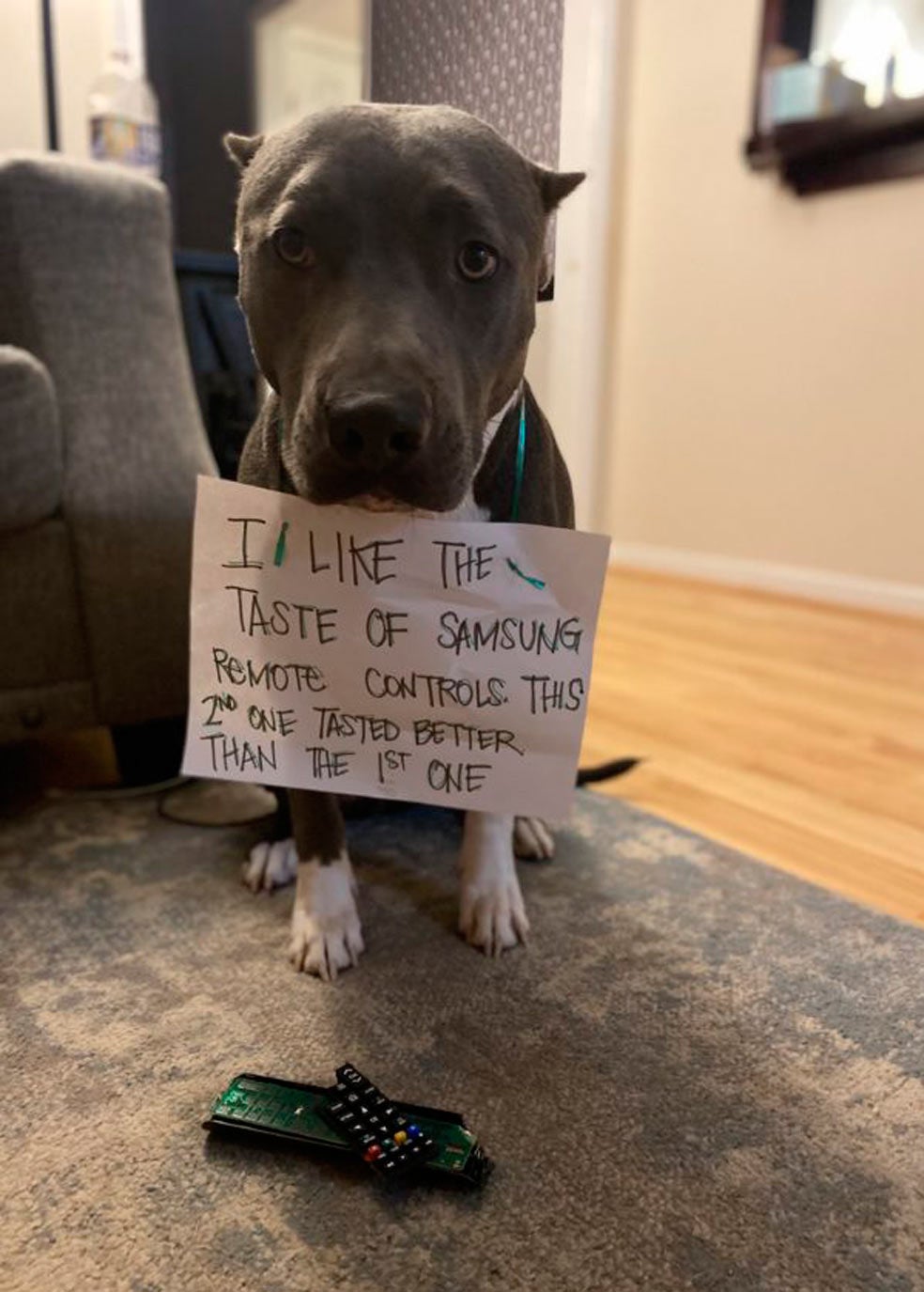 Las metidas de pata de los perros son tan frecuentes que sus dueños han encontrado una catarsis ante los destrozos en sus casas: hacer reconocer a sus mascotas, públicamente, en primera persona, sus 'faltas' es ya una práctica viral. El humor y la ironía son la norma. Así, este pit bull confiesa: «Me gusta el sabor del mando a distancia Samsung. Este segundo que he probado sabe mejor que el primero» |