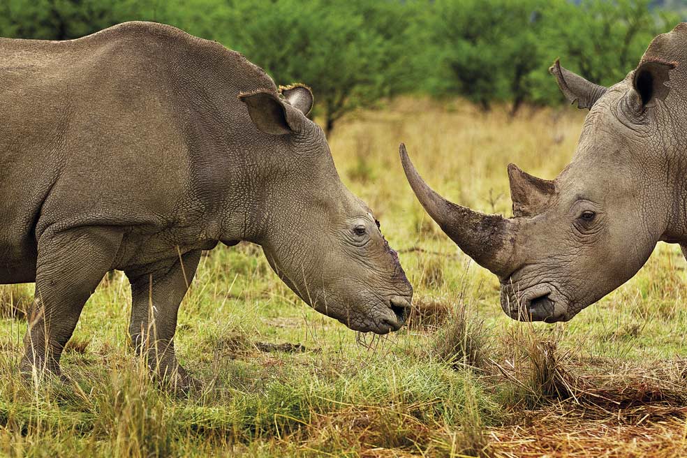 En KwaZulu-Natal, Sudáfrica, los guardas encontraron a esta hembra de rinoceronte blanco tras haber sido sedada para cortarle sus cuernos. En el proceso, la hembra perdió a su cría. Poco después, un macho se acercó a ella y la escoltaba día y noche.