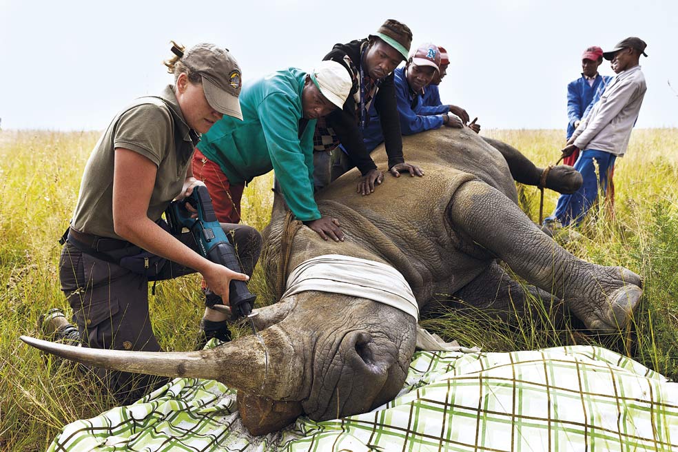 En una finca de Sudáfrica, una veterinaria corta el cuerno de un rinoceronte blanco sedado. Si se hace correctamente, recupera su longitud en unos dos años. Los propietarios de las fincas abogan por un comercio legal de cuernos.