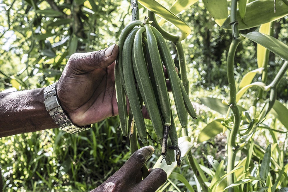 La vainilla es una orquídea planifolia en forma de liana que trepa por los árboles. Tarda tres años en crecer lo suficiente para florecer.