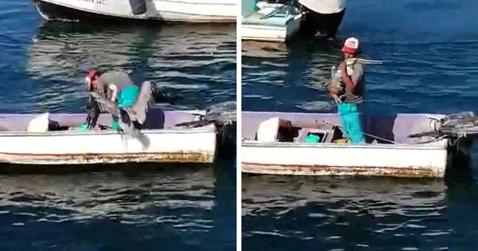 Ndagabar y Madiop no son únicos... Hace pocos meses se viralizó el vídeo de un pescador en cuya barca se posaba un pelícano. Ocurría en las costas de México y en el vídeo se ve como el pescador se gira y, al reconocer claramente al pelícano, lo abraza con cariño.