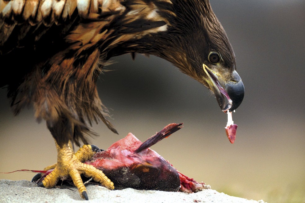 El pico de los pigargos es más grueso que el del resto de las rapaces europeas. Afilado y poderoso, les permite comer tanto pescado como carne. Si la comida escasea, se lanzan a por carroña.