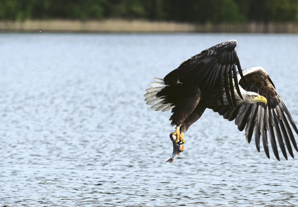 Tienen una visión extraordinaria que les permite localizar peces cercanos a la superficie del agua. Las poderosas garras se encargan de atraparlos en vuelo rasante, sin apenas tocar el agua.