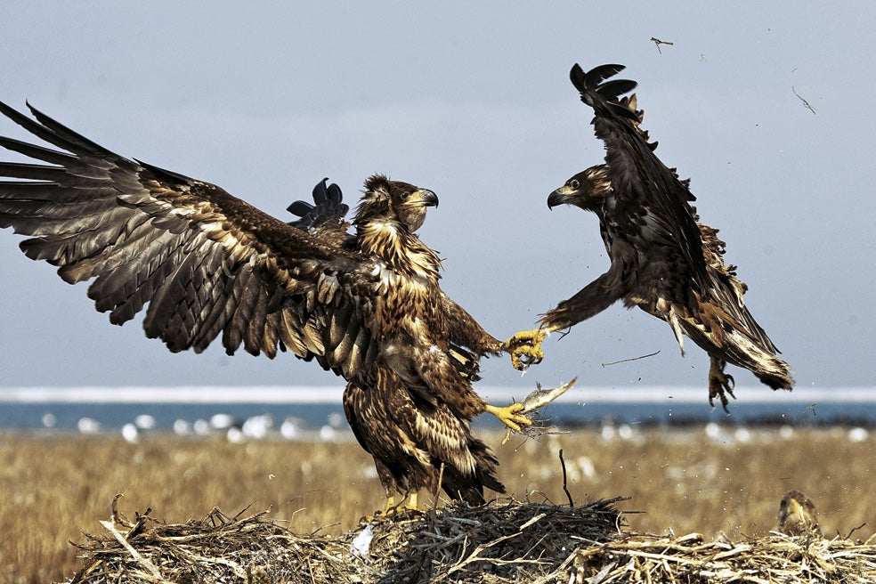 Es frecuente que luchen entre ellos en un intento de quedarse con la pesca del día. En la imagen, dos ejemplares jóvenes (tienen la cola y el pico más oscuros que en la época adulta).