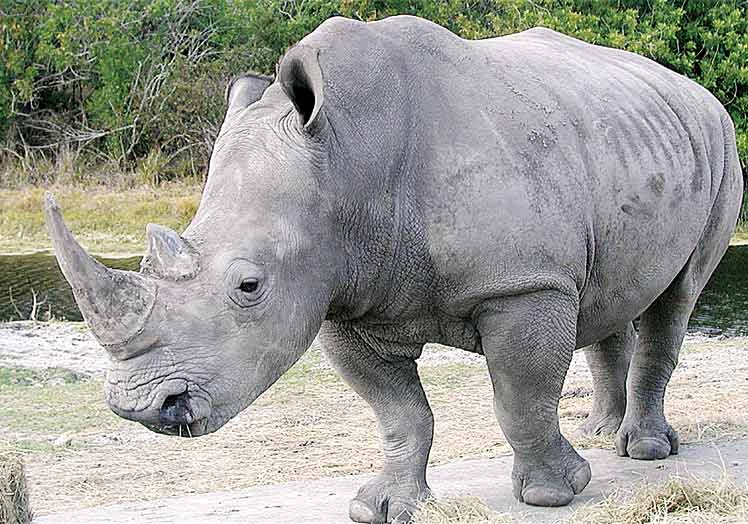 Rinoceronte blanco