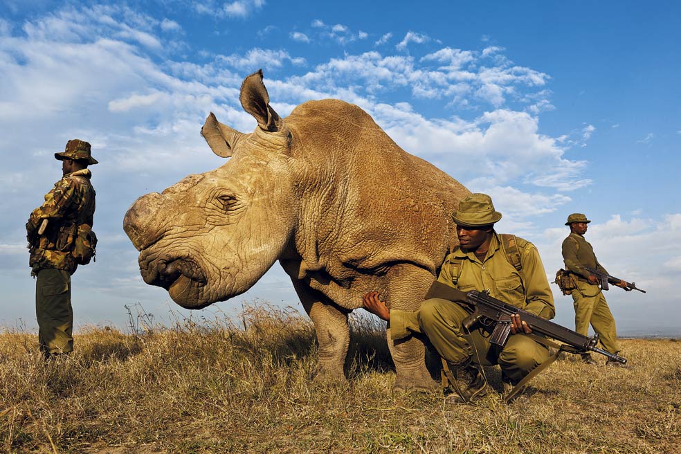 En la reserva de Ol Pejeta, un rancho privado en el corazón de Kenia, dos guardas armados vigilan a este macho excepcional. Es uno de los últimos siete ejemplares de rinoceronte blanco del norte, una subespecie ya extinguida en libertad. Para evitar problemas con los furtivos, se le ha cortado el cuerno.