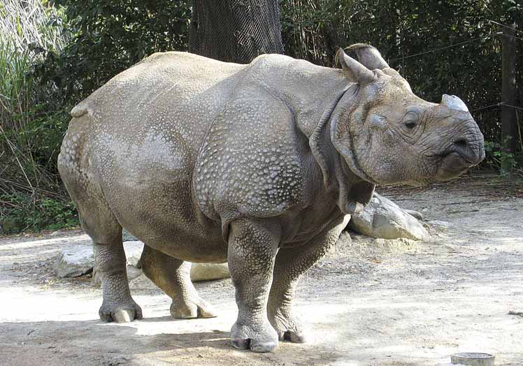 Rinoceronte de Sumatra