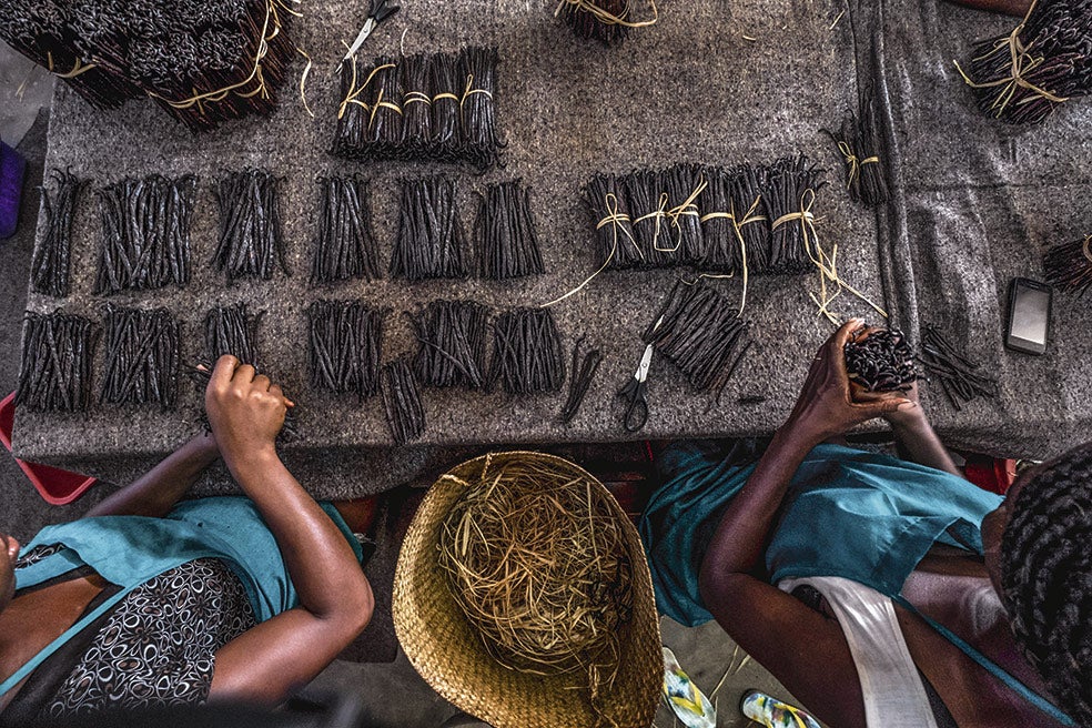 Las vainas se escaldan en agua caliente, se envuelven en mantas para que suden y luego se secan al sol. Después se atan en manojos.