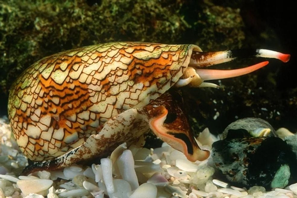 Bajo las aguas del Pacífico, este pequeño depredador marino produce un cóctel de moléculas mil veces más potente que la morfina. Su veneno ya ha dado lugar a un potente analgésico para el dolor crónico severo sin efectos adictivos. Los científicos sospechan que sus más de mil componentes distintos podrían esconder tratamientos para varias enfermedades neurológicas.
