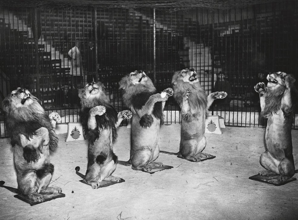 El primer circo con sede en España fue el Price, fundado en Madrid en 1868 por el domador de caballos irlandés Thomas Price. Tras distintas vicisitudes sigue funcionando.