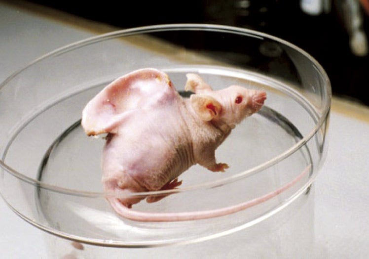 Primeros experimentos