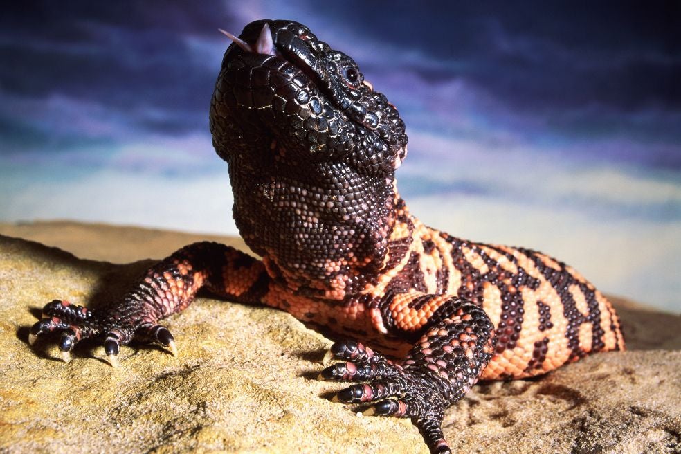 La mordedura de este lagarto del desierto y su veneno se han convertido en la llave que ha revolucionado el tratamiento de la diabetes y la obesidad. Este animal tiene un sistema metabólico tan eficiente que puede pasar meses sin comer. El secreto está en cómo regula sus niveles de azúcar en sangre, una regulación que los fármacos que hoy facturan miles de millones imitan.