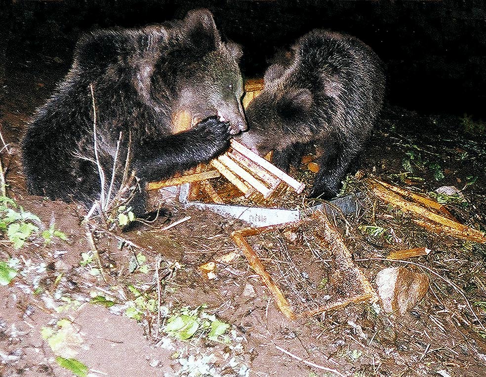 La miel es un manjar irresistible para los osos. En ocasiones encuentran colmenas de apicultores locales y se dan un festín. Los daños causados por estos animales se pagan con fondos de indemnización reservados.