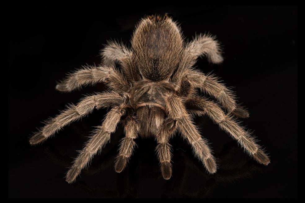 Es una de las especies más versátiles para la investigación, ya que su veneno contiene más de cien componentes distintos que actúan sobre los canales iónicos de las células, es decir, sobre las 'puertas moleculares' que controlan funciones vitales, desde el latido cardiaco hasta la transmisión del dolor. Estudian sus péptidos como posibles tratamientos para proteger el cerebro durante un ictus.