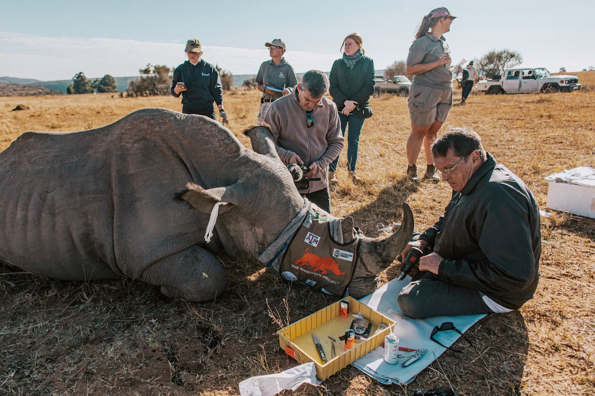 Investigadores sudafricano insertan radioisótopos a un cuerno de rinoceronte en la Reserva de la Biosfera de Waterberg.