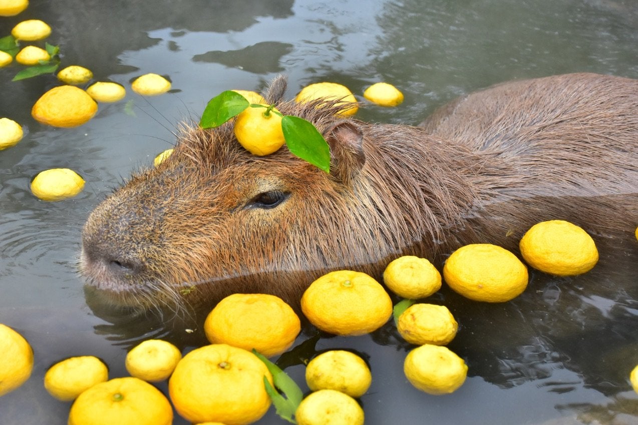 El Bioparque Nagasaki de Japón ha construido un baño especial donde los animales disfrutan de las onsen, es decir, en aguas termales. Allí es muy frecuente el baño con naranjas o mandarinas, una escena que se ha repetido en memes y vídeos durante los últimos años.