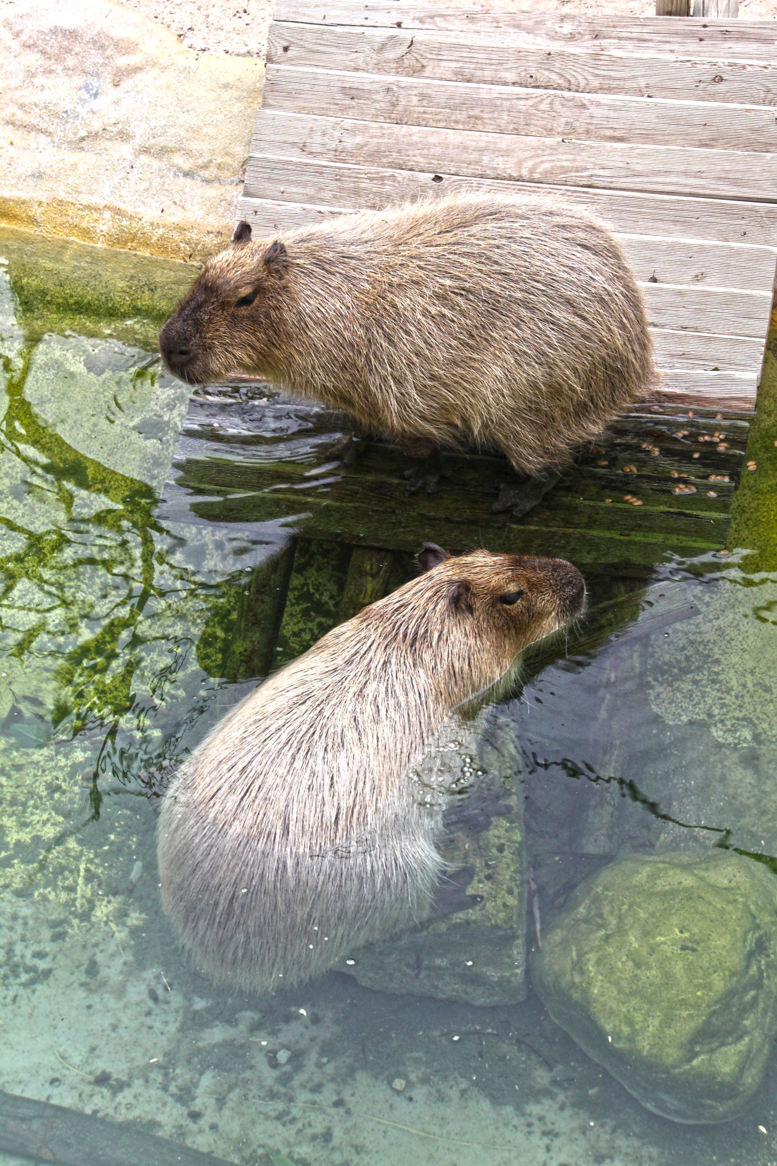 «Su apariencia amigable y los vídeos de redes sociales como TikTok han contribuido a su viralidad», explica Enrique Sánchez Peral, responsable de animales en Terra Natura. «En estas plataformas, el contenido relajante y satisfactorio es muy popular y las capibaras se han convertido en un icono del 'no estrés' y del 'fluir con la vida', algo que resuena mucho entre los jóvenes».