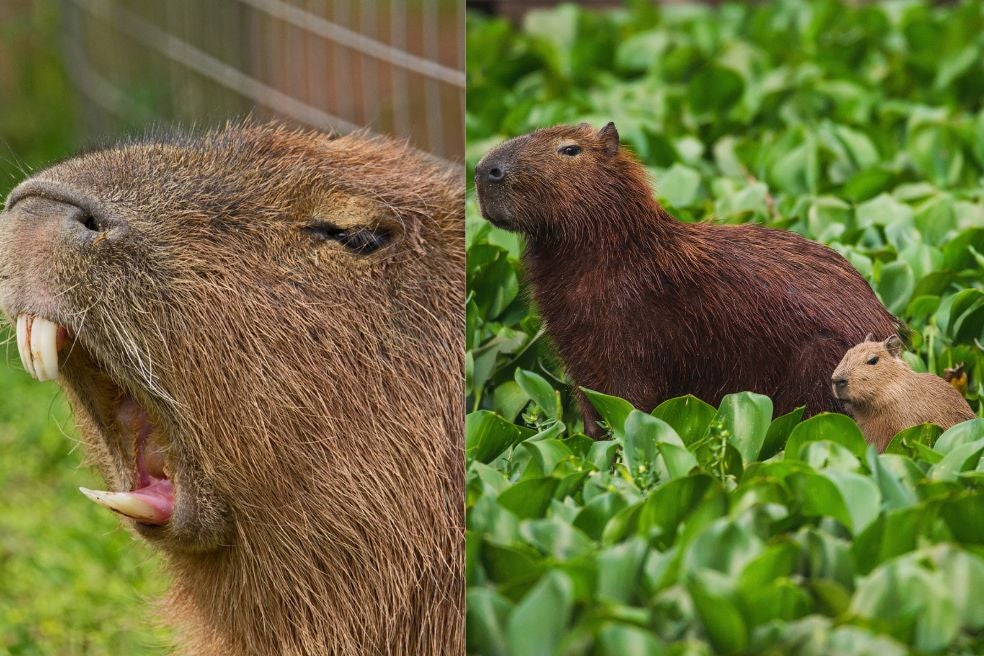 Las capibaras pueden llegar a medir 1,30 metros y pesar 65 kilos; las hembras suelen ser un poco más grandes que los machos. No tienen cola y su cuerpo es macizo y redondo, con cuatro patas cortas.