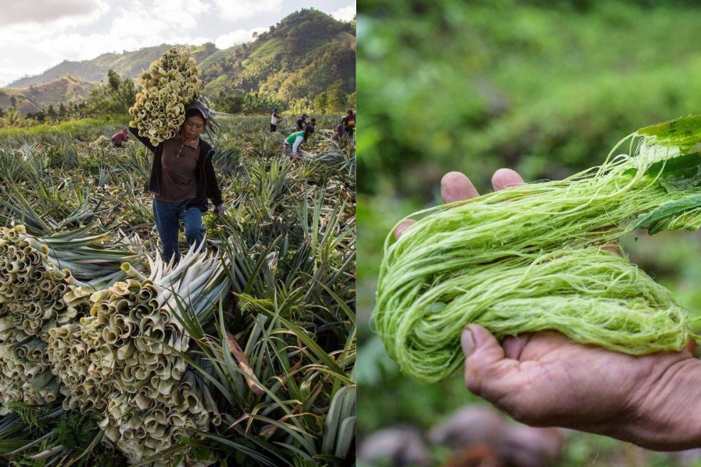 Recolección de hojas de piña para confección vegana.