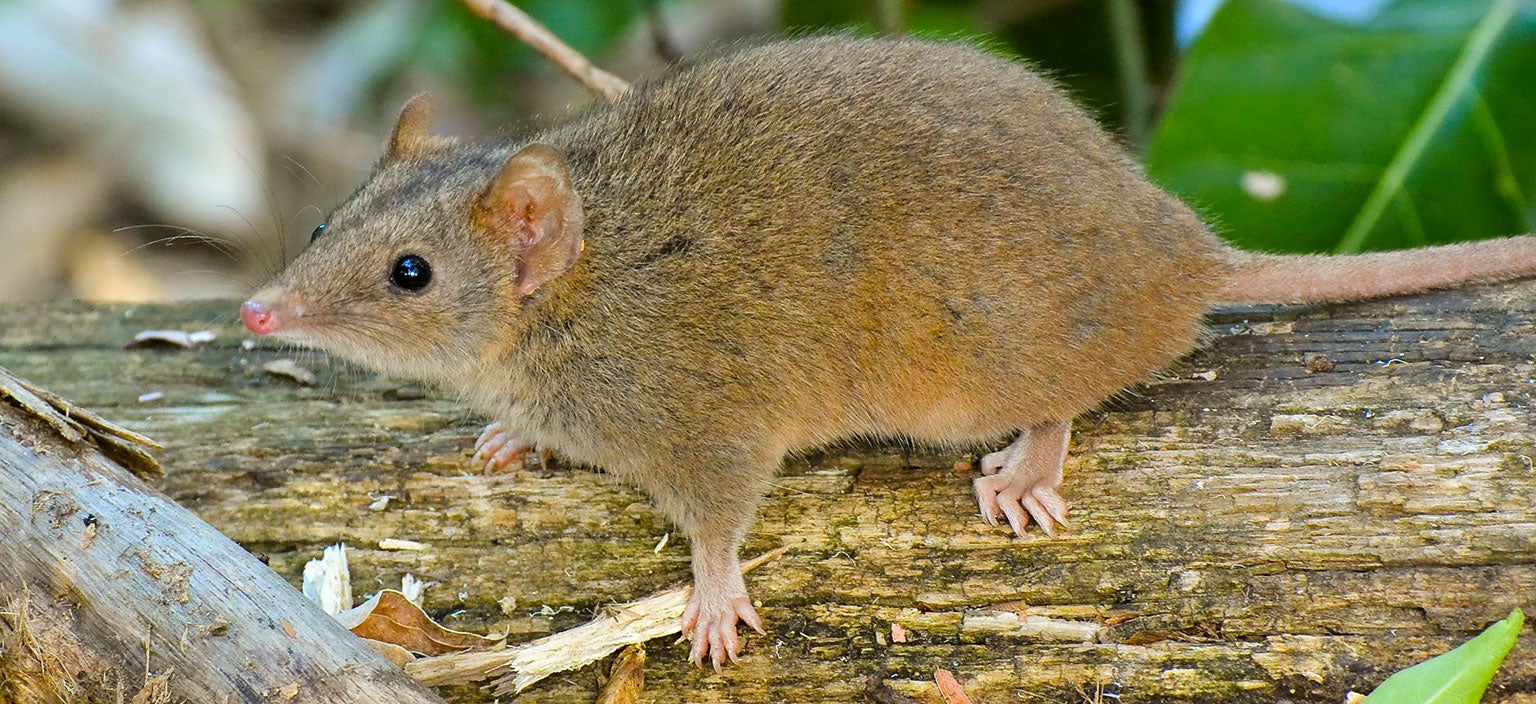 La proporción de sexos de los humanos (y de muchísimos mamíferos) no es algo generalizado en la naturaleza. El Antechinus stuartii, un marsupial australiano del tamaño de un ratón, sólo produce un 32 por ciento de machos. Y hay ácaros con una proporción de nacimientos de 15 hembras por cada macho.