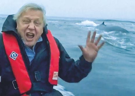 Imagen secundaria 1 - Máxima emoción. Arriba: en un rodaje en 1978. Abajo a la izquierda: su emocionante encuentro con una ballena azul en 2001. Y a la derecha: en 1993 en la Antártida midiéndose con un elefante marino. En un momento necesitó usar el palo y levantarlo para mantener a otro elefante a distancia.