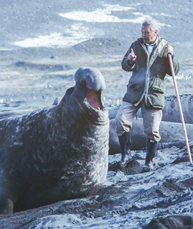 Imagen secundaria 2 - Máxima emoción. Arriba: en un rodaje en 1978. Abajo a la izquierda: su emocionante encuentro con una ballena azul en 2001. Y a la derecha: en 1993 en la Antártida midiéndose con un elefante marino. En un momento necesitó usar el palo y levantarlo para mantener a otro elefante a distancia.