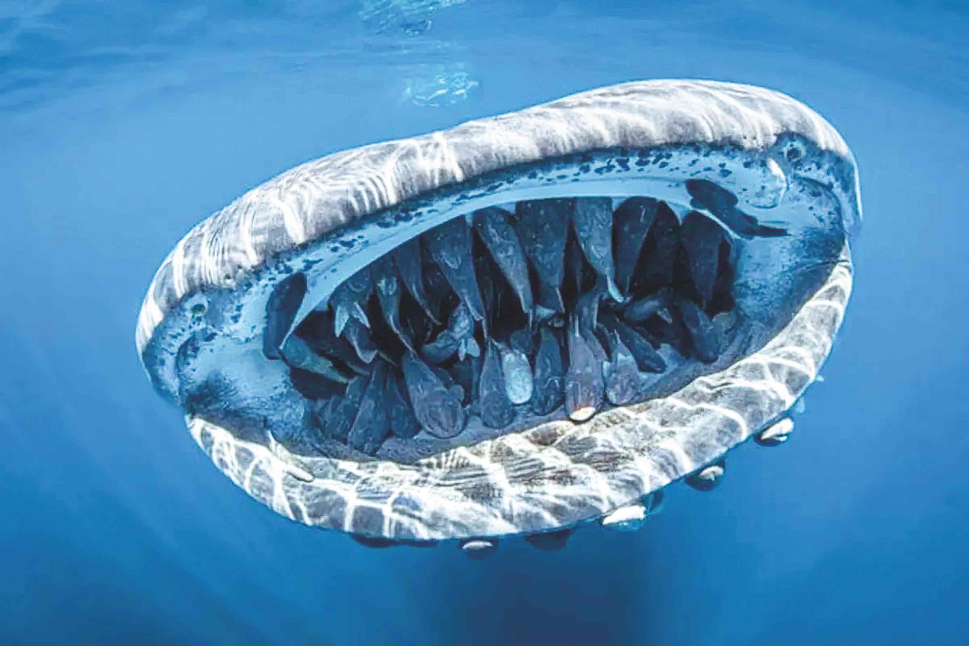 Peces viajando dentro de la boca de un tiburón ballena. Un ejemplo de cooperación beneficiosa: ellos le limpian la boca y por eso el tiburón no se los come.