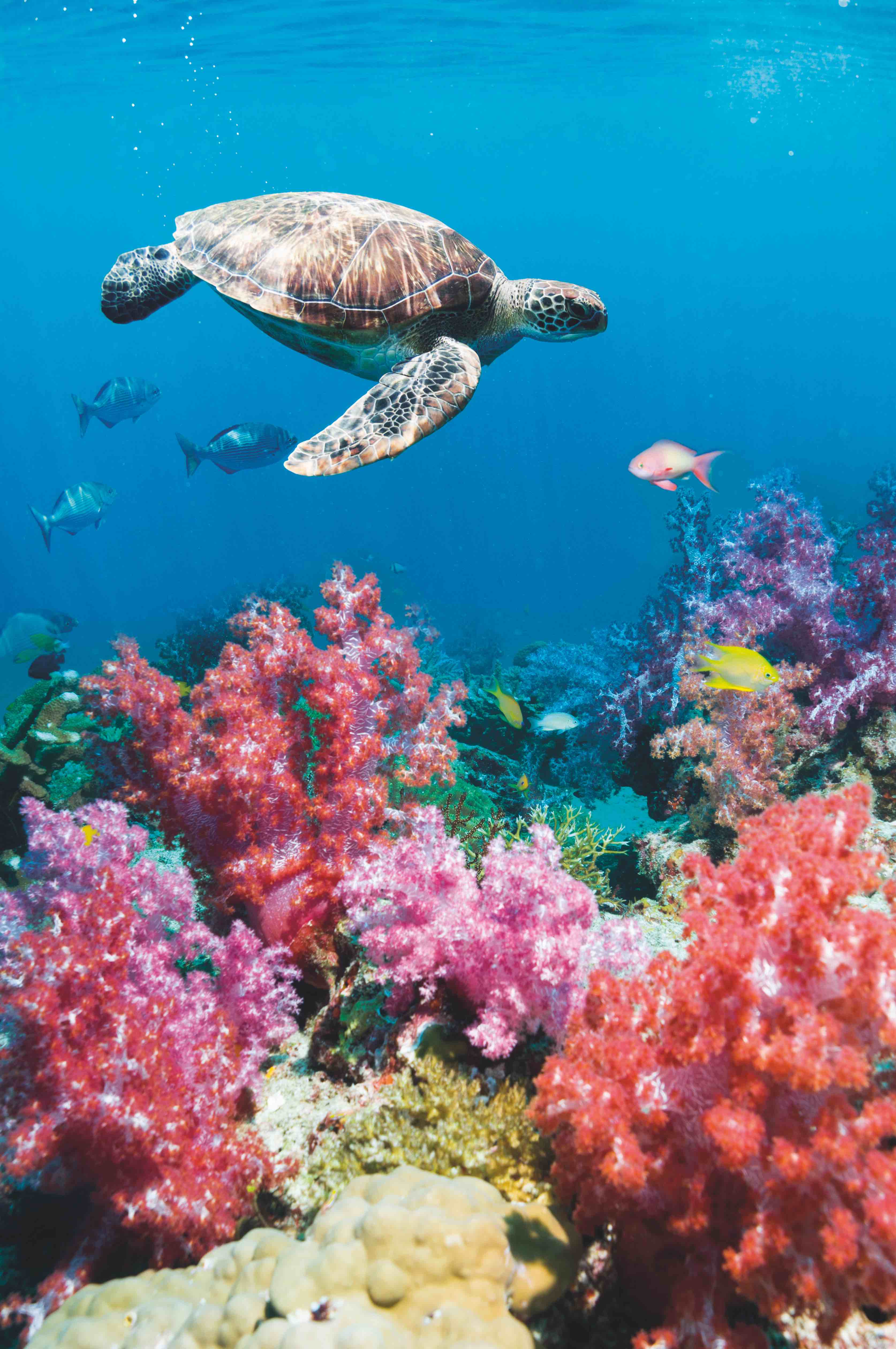 La cooperación entre algas y corales es lo que permite que existan losa arrecifes, donde habita el 25 por ciento de la vida marina del planeta.