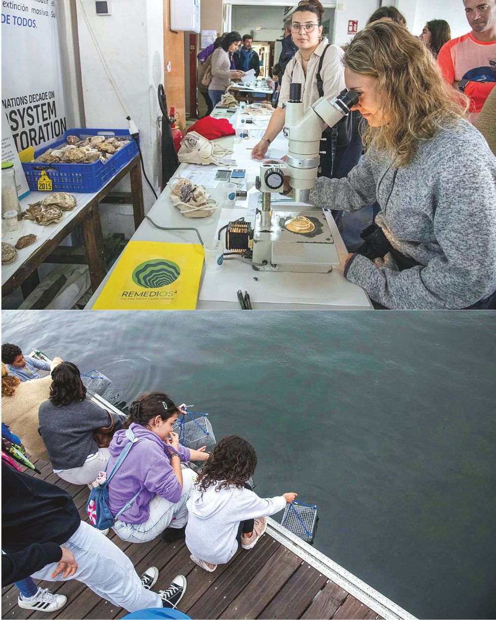 La sociedad se involucra. La iniciativa Jardinería de Ostras convoca a voluntarios para adoptar cestas con semillas que cuidan como jardines submarinos. Cada participante mide el crecimiento de sus ostras y registra temperaturas. La asociación de Naturalistas del Sureste (ANSE) y Salinera Española también colaboran.