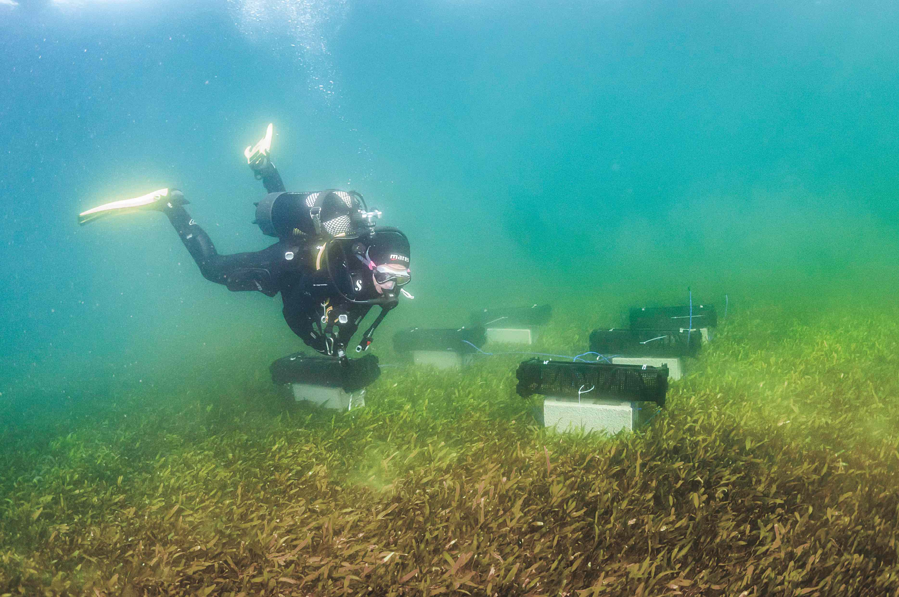 «Estudiamos en inmersiones el potencial de filtración de las ostras», explica Silvia Sánchez, investigadora del IEO. «Colocamos ostras donde entra la contaminación orgánica del campo y donde entra la inorgánica de las minas, más un punto de control», dice. El fin: evaluar estos moluscos antes de plantarlos masivamente.