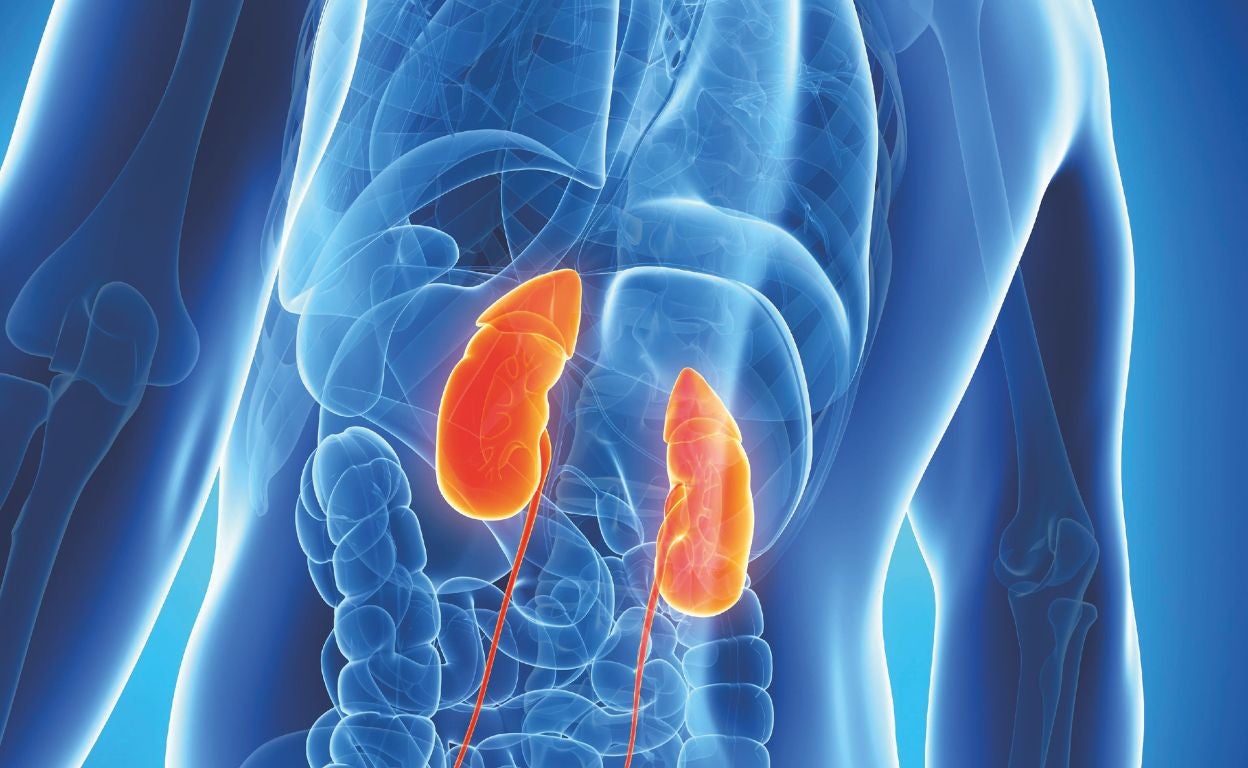 «El secreto de la eterna juventud se esconde en los riñones» (y se llama klotho)