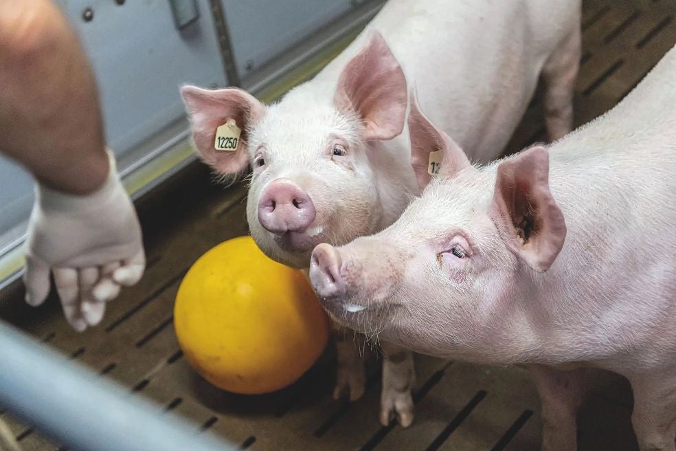 Uno de los desafíos éticos de los xenotrasplantes es cómo se trata a los animales de los que se extraen los órganos (como los de la foto, en una granja en Alemania). Ayuda el que se usen cerdos, que ya se comen, y no primates, como se hizo al principio.