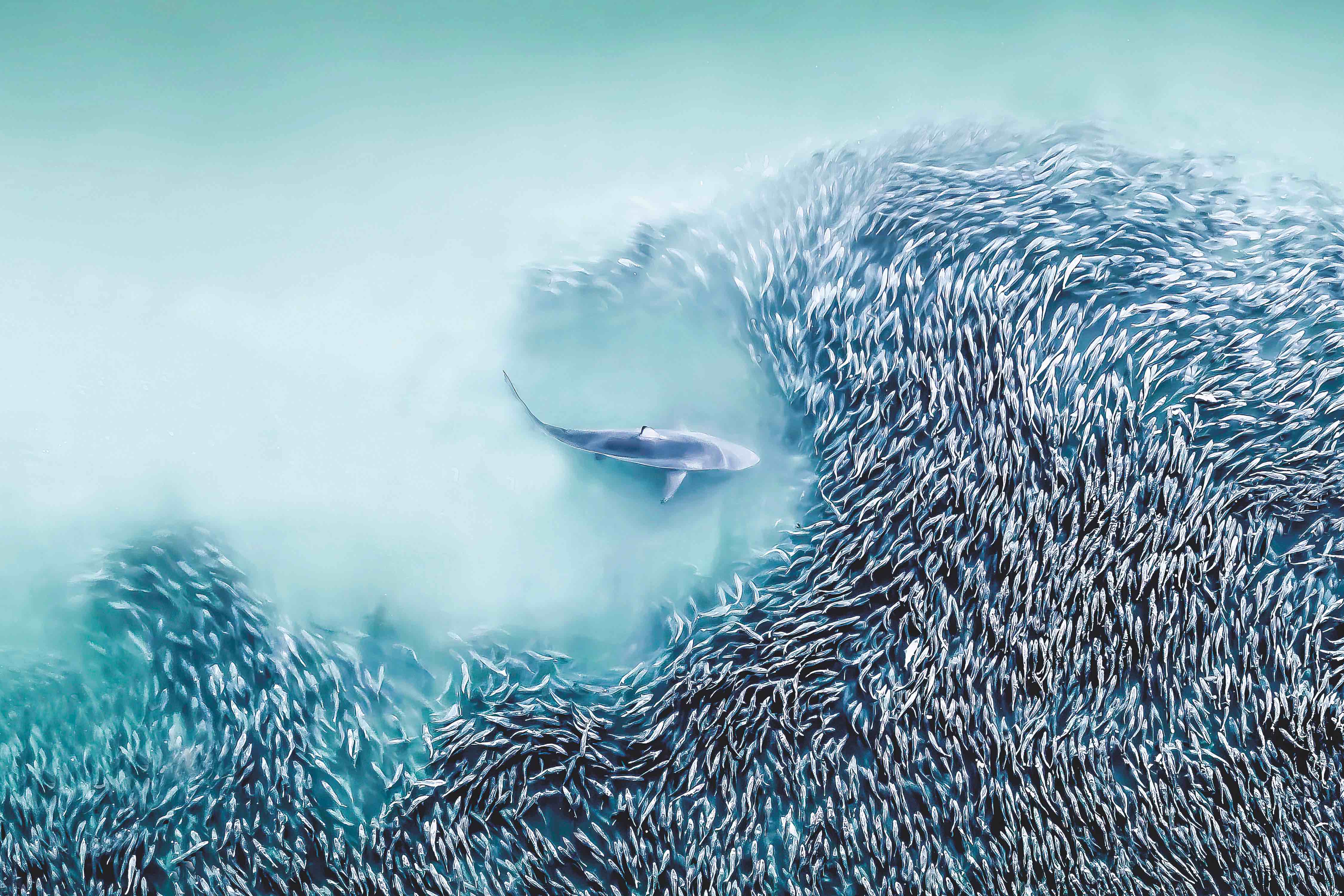 Joanna Steidle, de los EE.UU., ha sido la ganadora con imágenes como The Gateway, donde captó a este tiburón en plena cacería en el Atlántico.