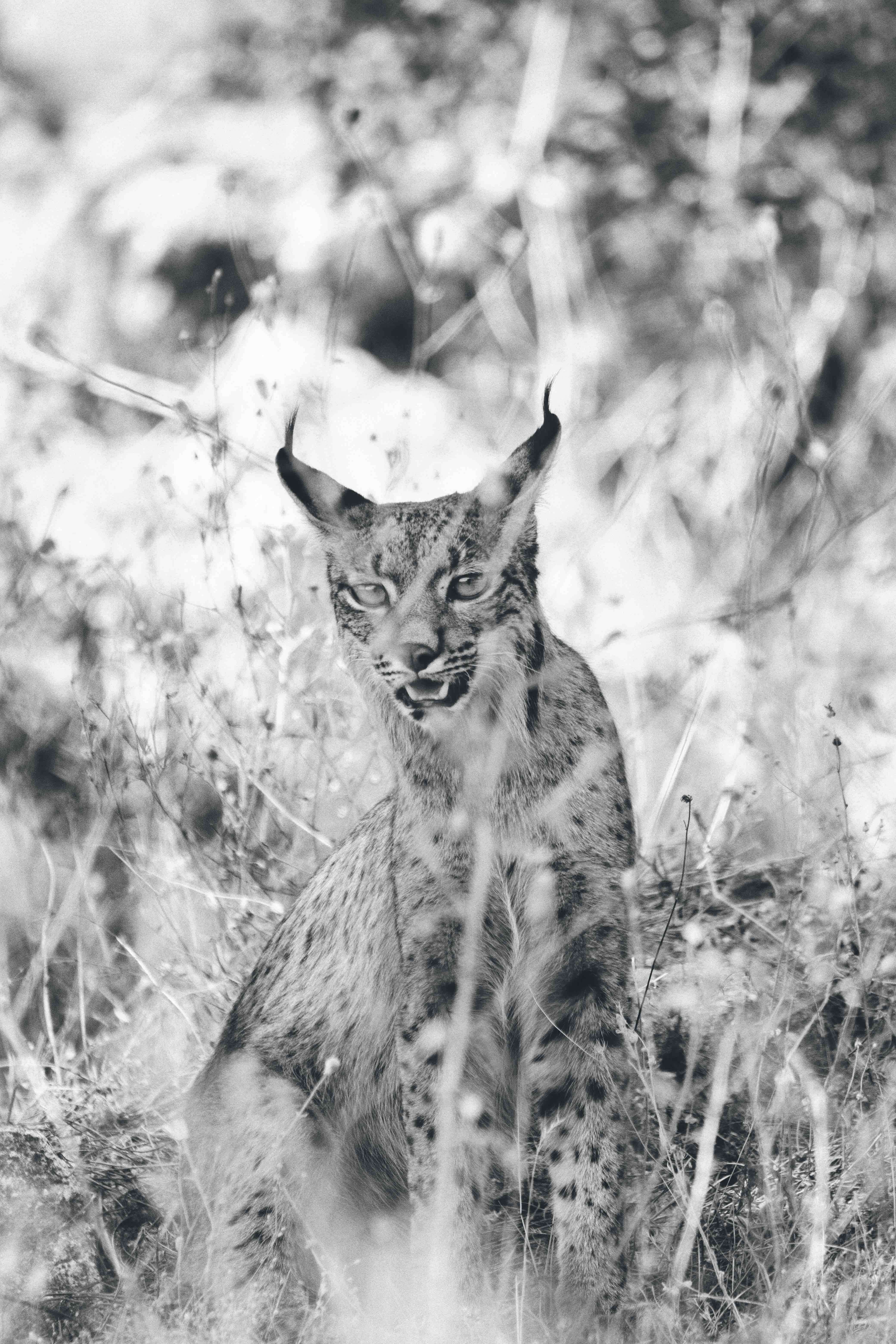 El renacer del 'fantasma' del bosque