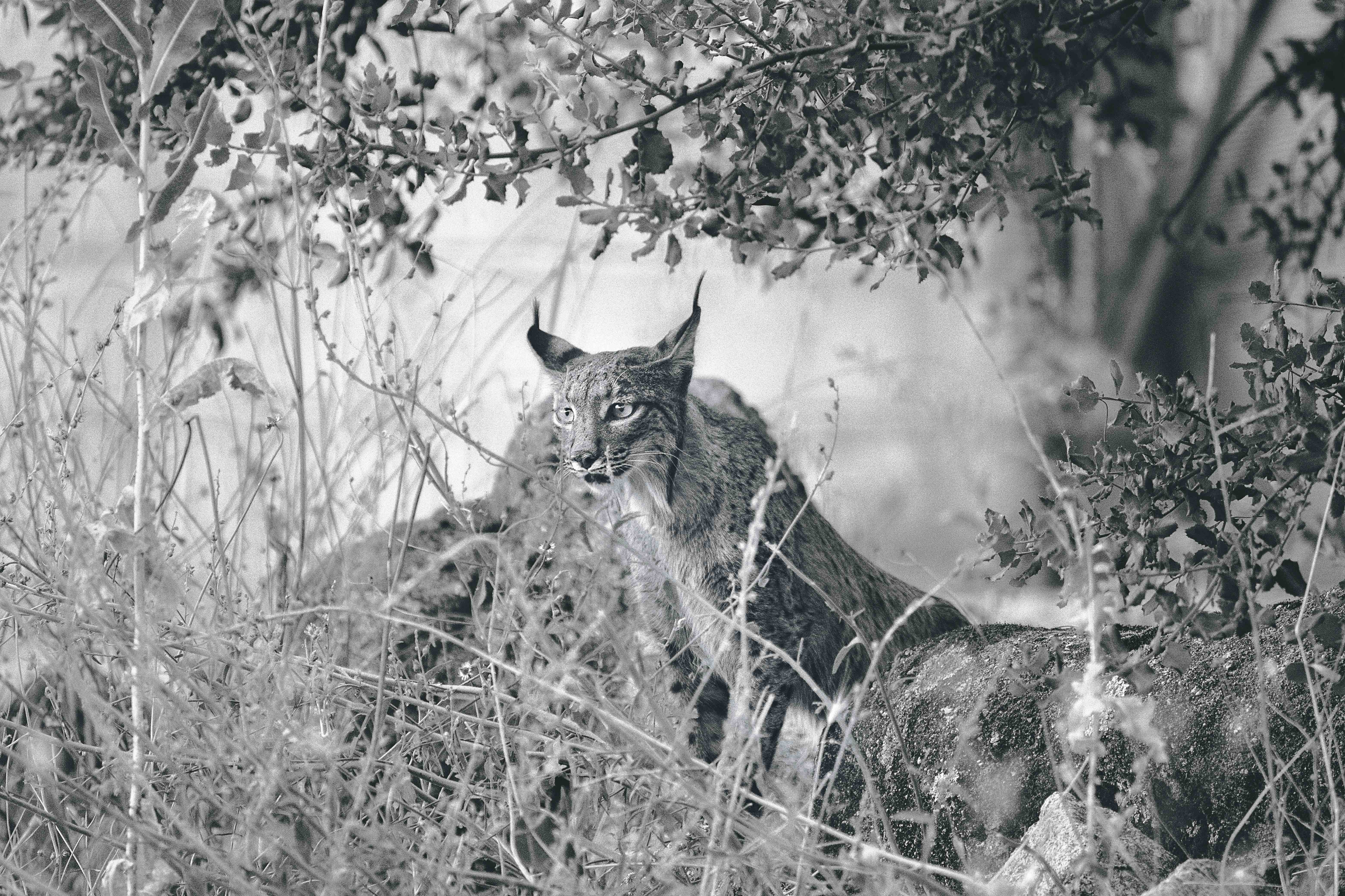 Durante años fue solo una sombra entre las jaras. Esquiva, solitaria, sin descendencia conocida. Hasta que, en 2022, Oligisto rompió el silencio y parió su primera camada. Otra en 2023. Y lo mismo en 2024. Camuflada entre la hierba seca de la Sierra de Andújar, observa lo que la rodea en silencio antes de avanzar.