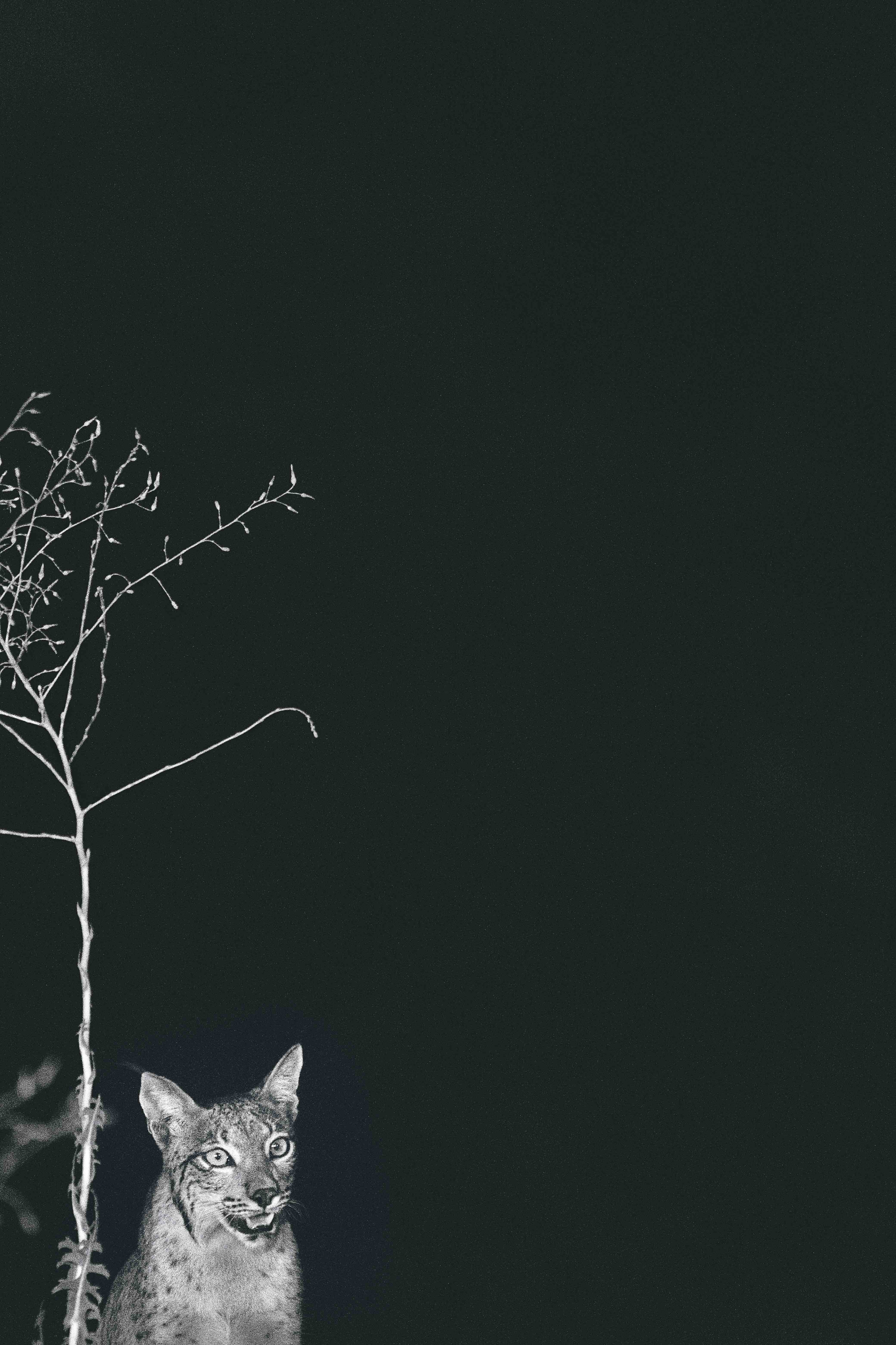 En búsqueda de nuevos territorios, los linces se acercan a zonas habitadas. A veces cruzan patios, bordean caminos; siempre buscando un lugar donde quedarse.