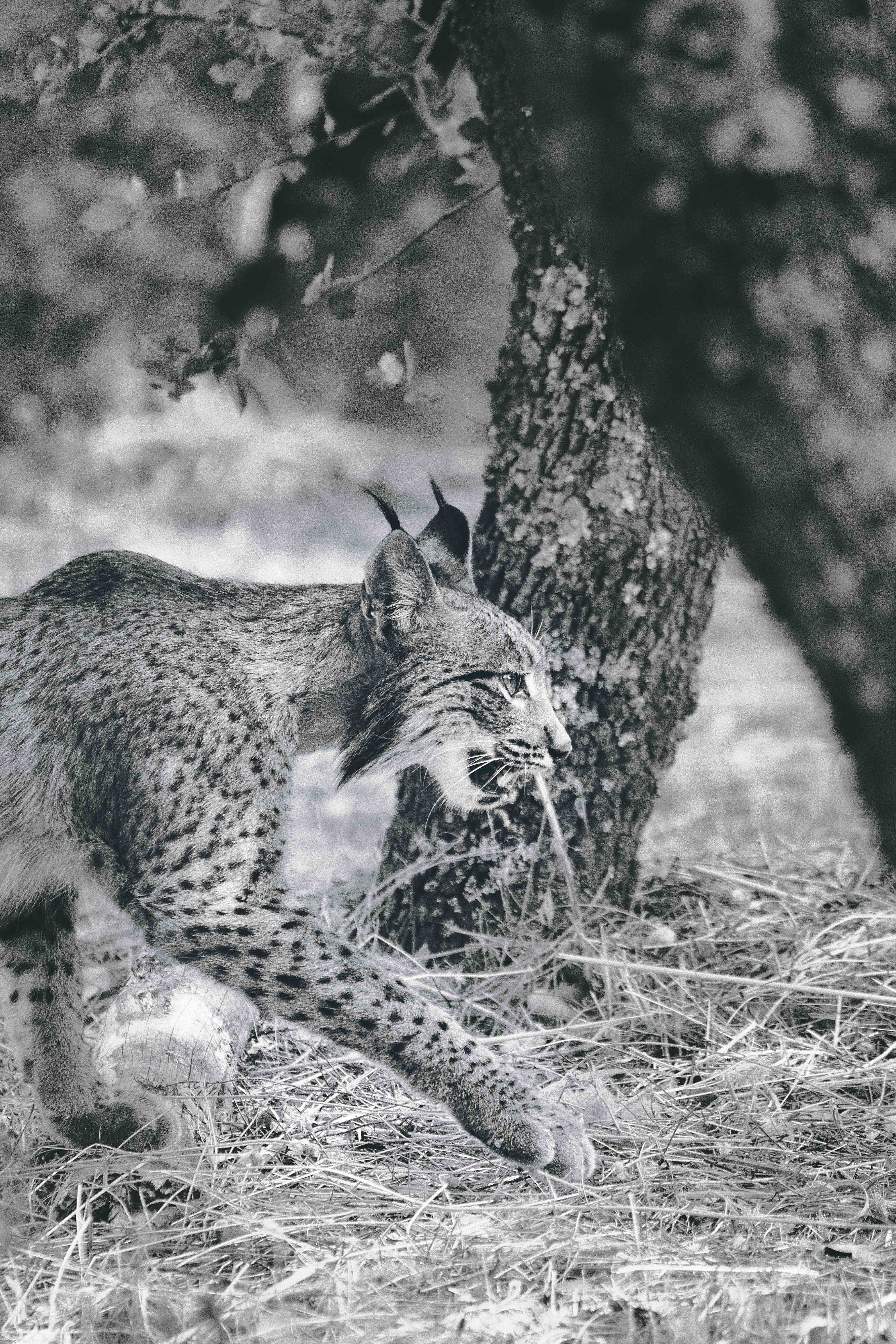 A comienzos de siglo, el lince ibérico estuvo al borde de la extinción: quedaban solo 97 ejemplares en toda España. Hoy, más de 2000 recorren sus antiguos territorios.