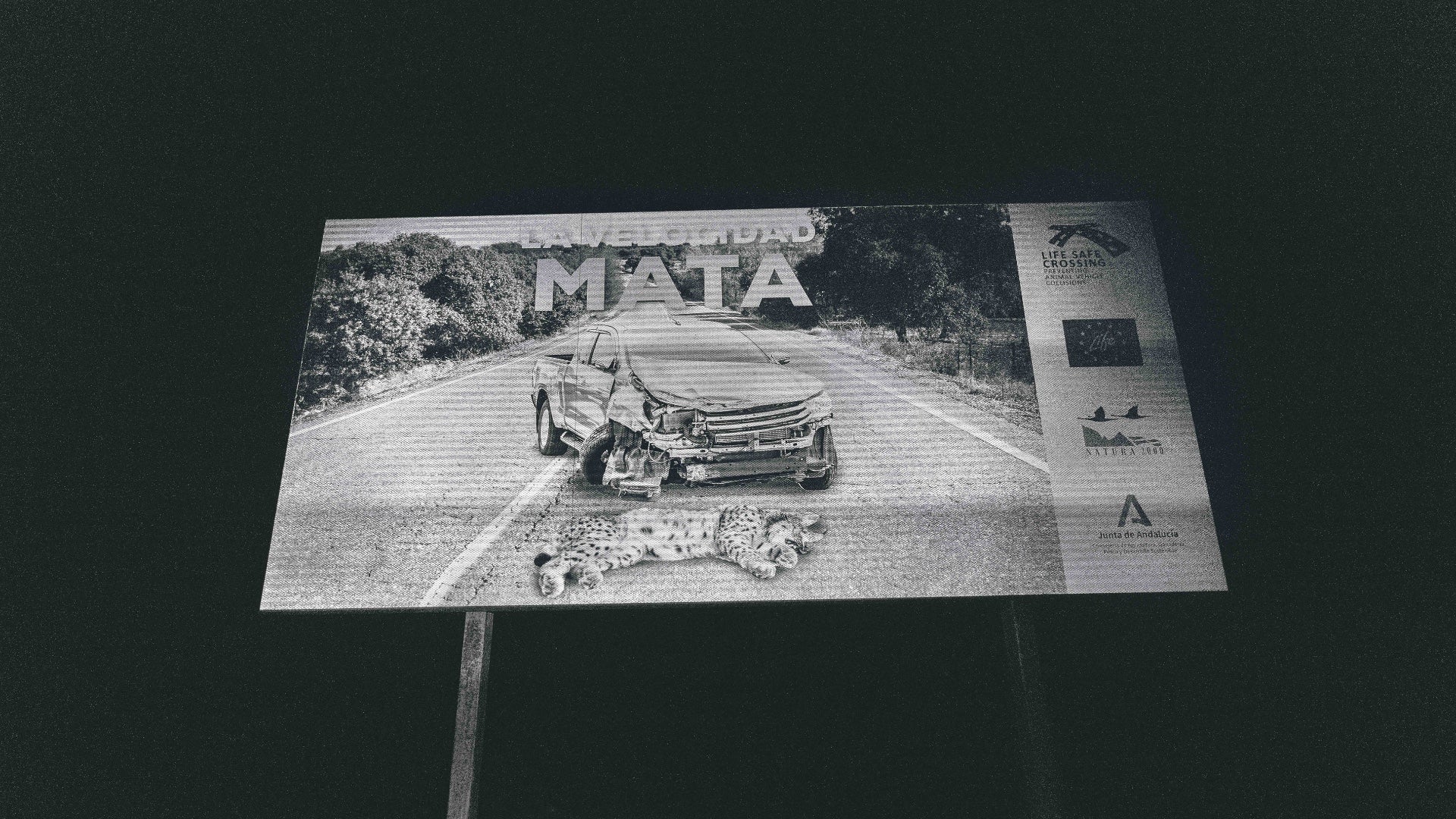 La carretera que une Úbeda con La Carolina, donde han muerto varios linces en los últimos años, parte en dos su territorio. Los atropellos son, de hecho, su gran amenaza.